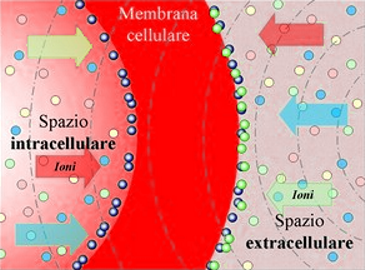 Ionorisonanza ciclotronica endogena